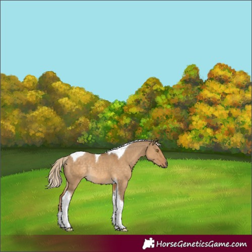 Horse Color:Chocolate Palomino Dun Tobiano Rabicano