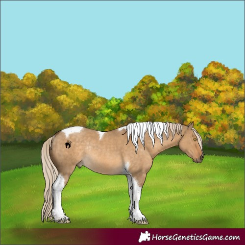 Horse Color:Chocolate Palomino Dun Tobiano Rabicano 