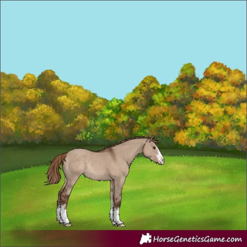 Horse Color:White Spotted Liver Red Dun Rabicano 