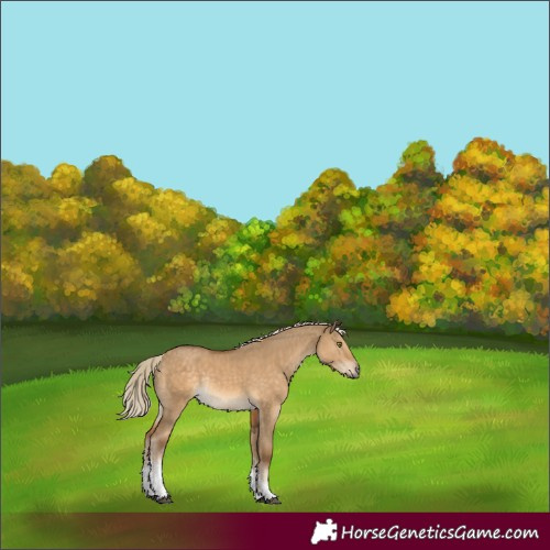 Horse Color:White Spotted Chocolate Palomino Dun Rabicano 