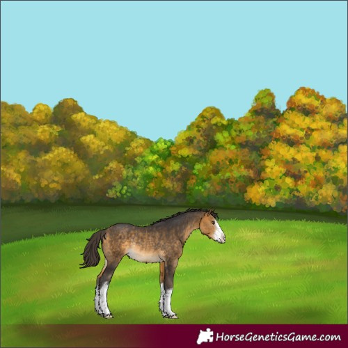 Horse Color:White Spotted Buckskin Rabicano 