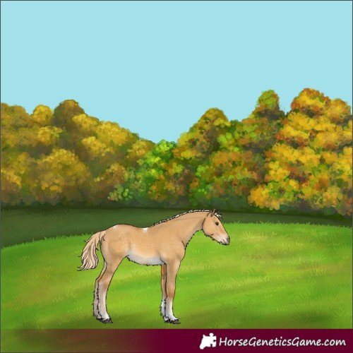 Horse Color:Palomino Dun Tobiano Rabicano 