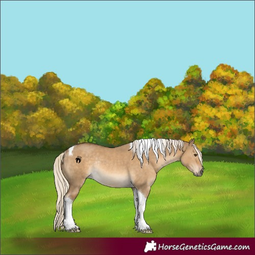 Horse Color:Chocolate Palomino Dun Tobiano Rabicano 