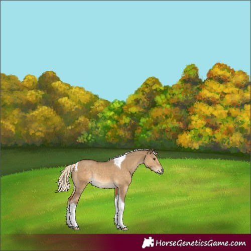 Horse Color:Chocolate Palomino Dun Tobiano Rabicano 