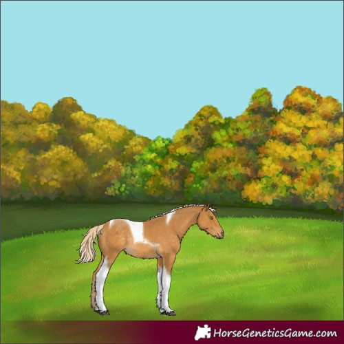 Horse Color:Palomino Tobiano Rabicano 