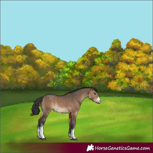 Horse Color:White Spotted Brown Dun Rabicano 