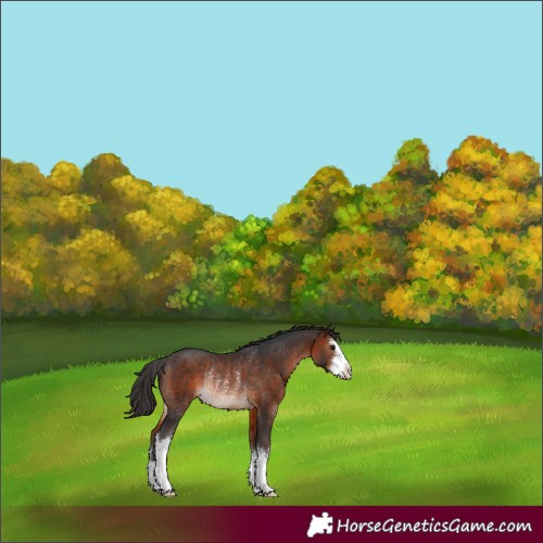 Horse Color:White Spotted Brown Rabicano