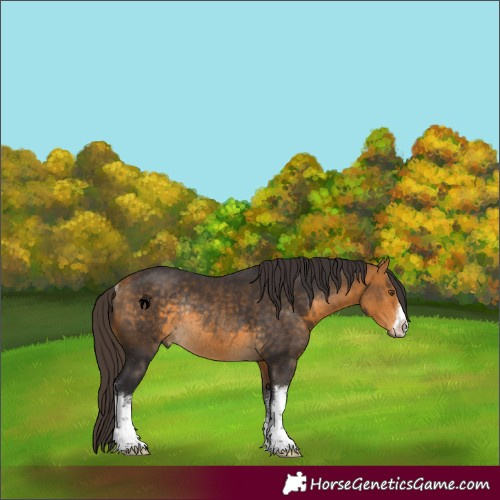Horse Color:White Spotted Buckskin Rabicano 