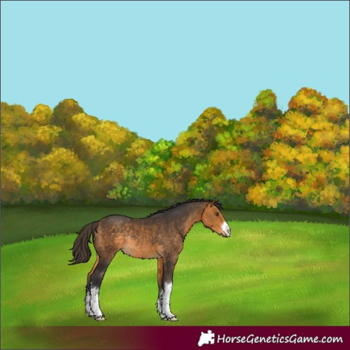 Horse Color:White Spotted Buckskin Rabicano 