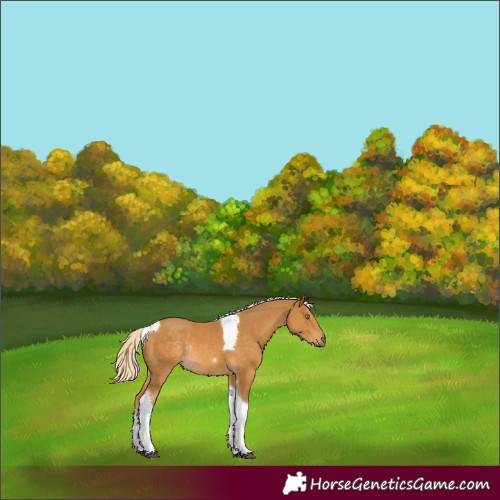 Horse Color:Palomino Tobiano Rabicano 