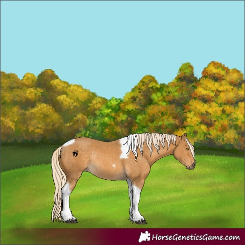 Horse Color:Palomino Tobiano Rabicano