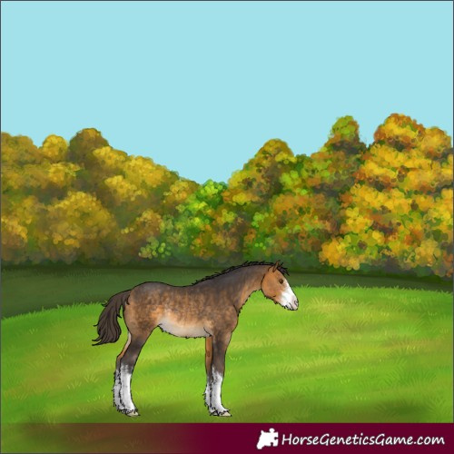 Horse Color:White Spotted Buckskin Rabicano 