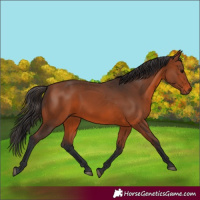 Horse Color:Bay 