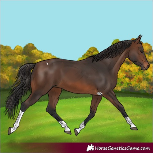 Horse Color:Brown Tobiano 