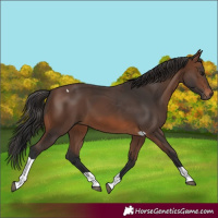 Horse Color:Brown Tobiano 