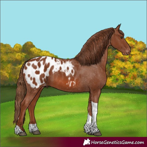 Horse Color:Chestnut Tobiano Blanket