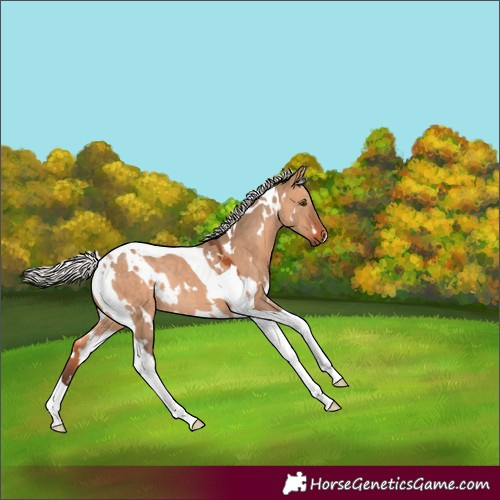 Horse Color:White Spotted Silver Brown Dun Tobiano Rabicano 
