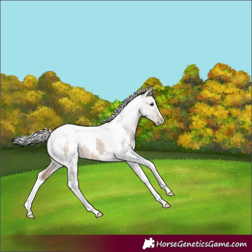 Horse Color:White Spotted Silver Grullo Tobiano Rabicano 