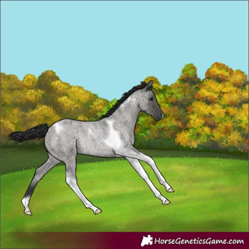Horse Color:Grullo Roan Tobiano Rabicano Brindle 