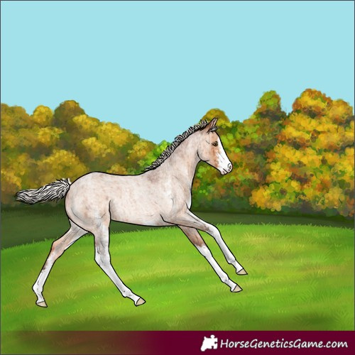 Horse Color:Silver Brown Roan Dun Sabino Rabicano Brindle 