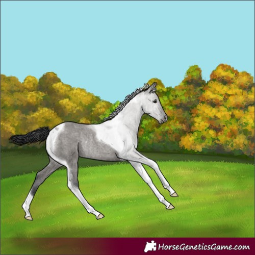 Horse Color:Grullo Roan Tobiano Rabicano 