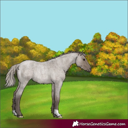 Horse Color:Silver Grullo Roan Rabicano 