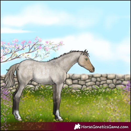 Horse Color:Silver Smoky Grullo Roan Rabicano 