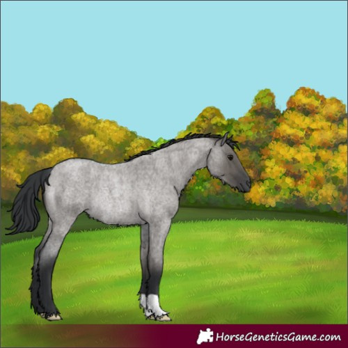 Horse Color:Grullo Roan Rabicano 