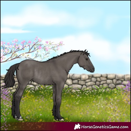 Horse Color:Smoky Grullo Rabicano 