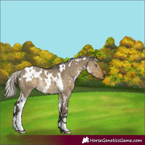 Horse Color:White Spotted Silver Smoky Grullo Rabicano 