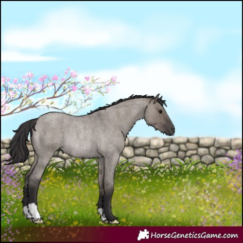 Horse Color:Smoky Grullo Roan Rabicano 