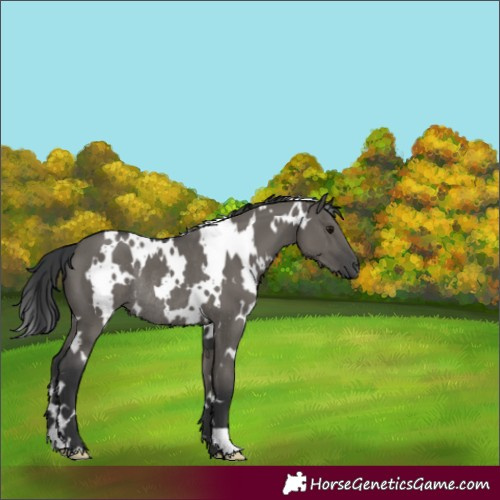 Horse Color:White Spotted Grullo Rabicano 