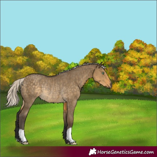 Horse Color:Silver Smoky Grullo Rabicano 