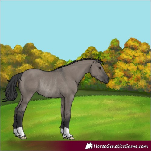 Horse Color:Grullo Rabicano 
