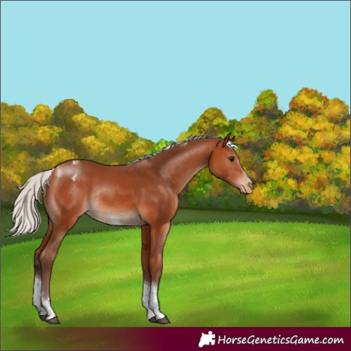 Horse Color:Silver Bay Tobiano Appaloosa Rabicano 