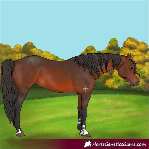 Horse Color:Brown 