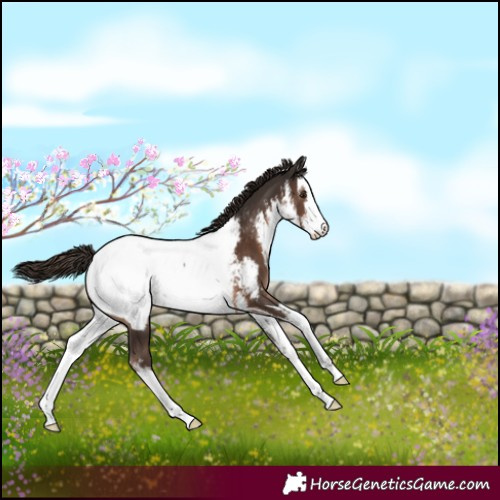 Horse Color:White Spotted Liver Chestnut Appaloosa Rabicano 