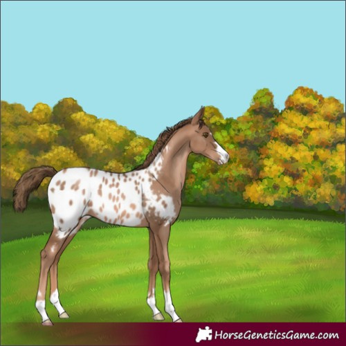 Horse Color:Liver Chestnut Pearl Appaloosa 