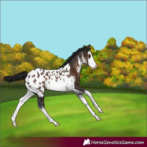 Horse Color:White Spotted Liver Chestnut Near Leopard 