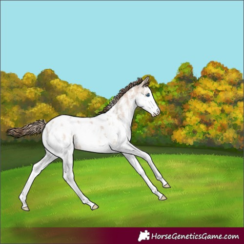 Horse Color:Liver Red Dun Pearl Sabino Splash Blanket 