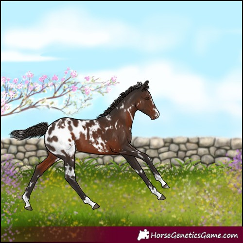 Horse Color:White Spotted Liver Chestnut Appaloosa 