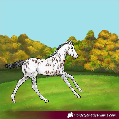 Horse Color:White Spotted Brown Appaloosa 
