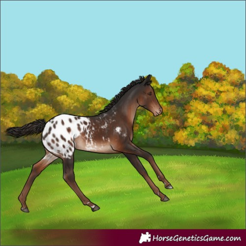 Horse Color:Liver Chestnut Appaloosa 