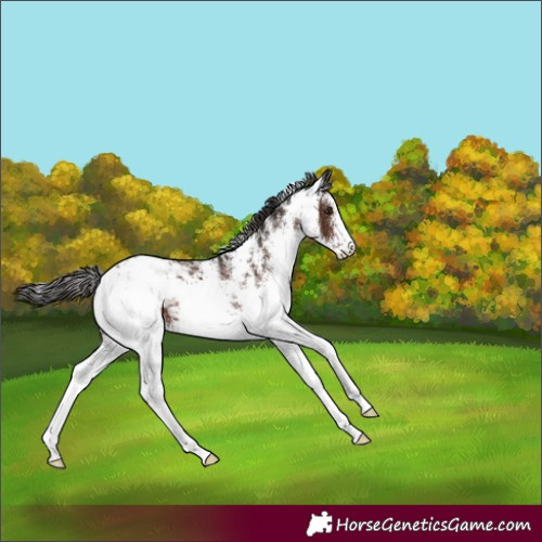 Horse Color:White Spotted Liver Chestnut Appaloosa
