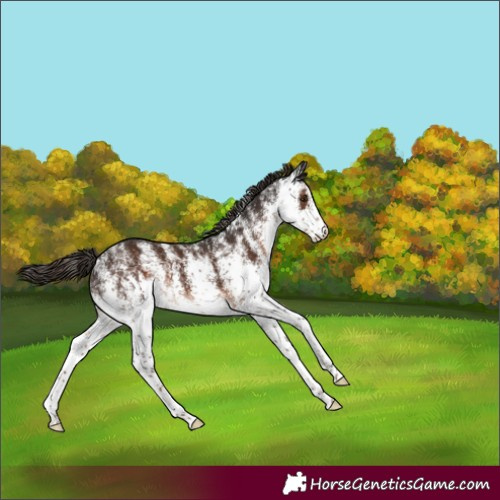 Horse Color:White Spotted Liver Chestnut Appaloosa 