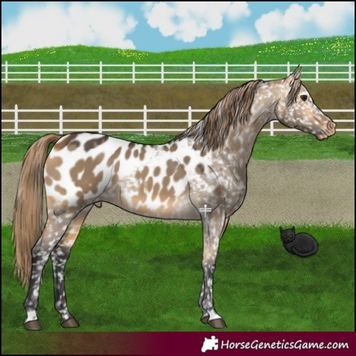 Horse Color:Buckskin Dun Appaloosa 