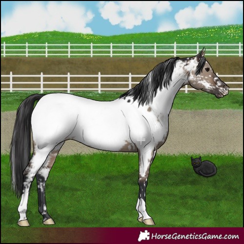 Horse Color:Brown Dun Near Fewspot 