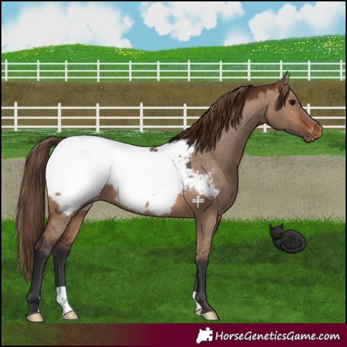 Horse Color:Brown Dun Snowcap 