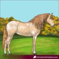 Horse Color:White Spotted Red Dun 