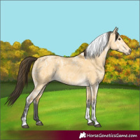 Horse Color:Buckskin Ice Dun Tobiano 